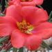 Portulaca 1