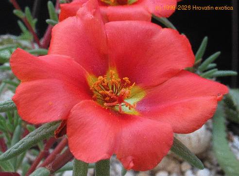 Portulaca 1