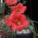 Portulaca 2