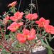 Portulaca 3