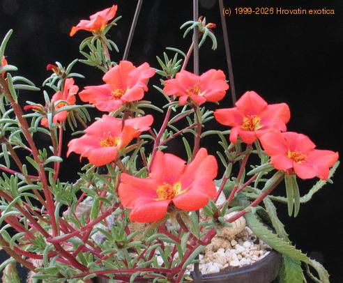Portulaca 3