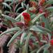 Portulaca 4