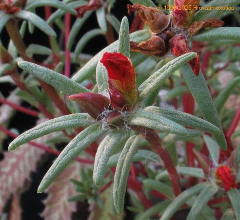 Portulaca 4