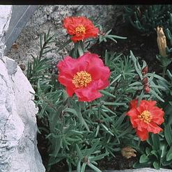 Portulaca grandiflora