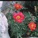 Portulaca grandiflora SIb