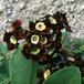 Primula -Mark- 2216