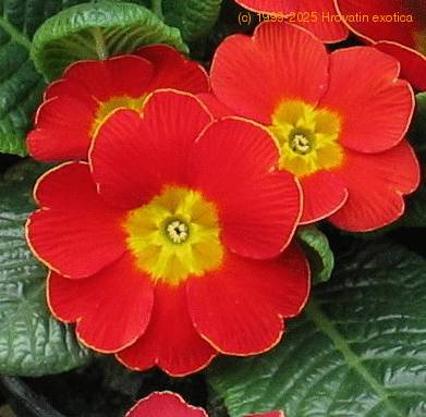 Primula sp sib