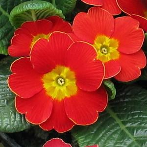 Primula species