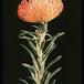 Protea leucospermum cordifolium 2069