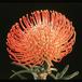 Protea leucospermum cordifolium 2070