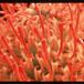 Protea leucospermum cordifolium 2071