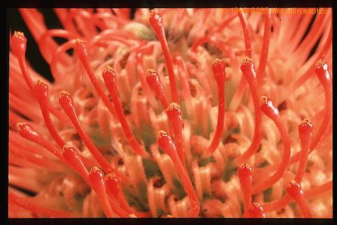 Protea leucospermum cordifolium 2071