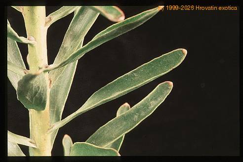 Protea leucospermum cordifolium 2072