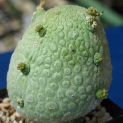 Pseudolithos migiurtinus