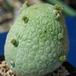 Pseudolithos migiurtinus-SIb