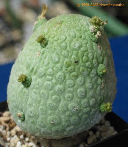 Pseudolithos migiurtinus-SIb