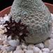 Pseudolithos migiurtinus-SIf