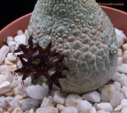 Pseudolithos migiurtinus-SIf