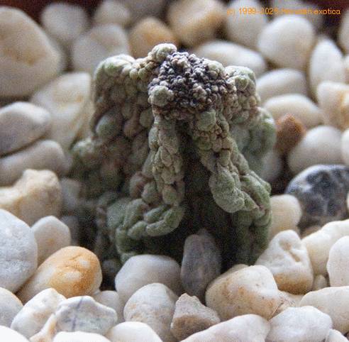 Pseudolithos migiurtinus-SIm