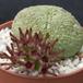 Pseudolithos sphaericus-SIb