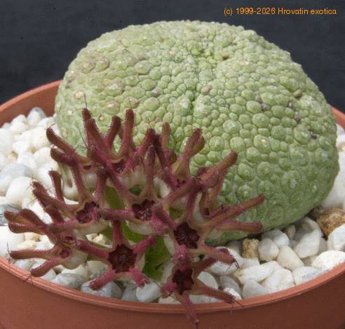 Pseudolithos sphaericus-SIb