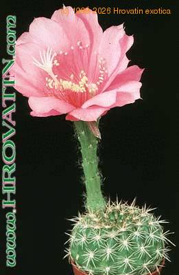 Pseudolobivia kermesina 307