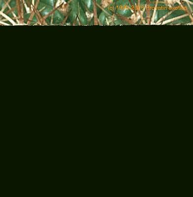 Pseudolobivia kermesina thorn 309