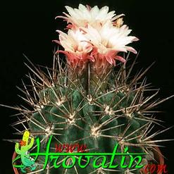 Pyrrhocactus floccosus