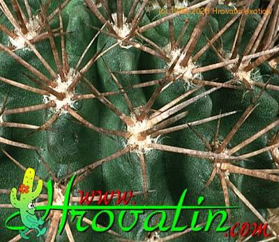 Pyrrhocactus floccosus thorn 338