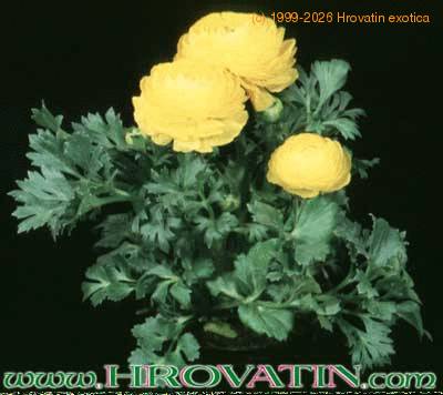 Ranunculus 1986