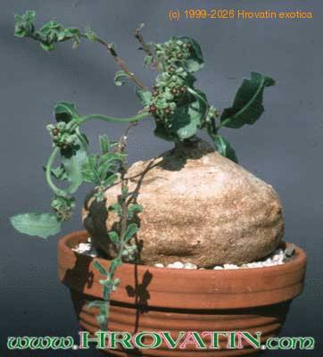 Raphionacme procumbens 1607