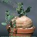Raphionacme procumbens 1607