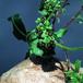 Raphionacme procumbens 1608
