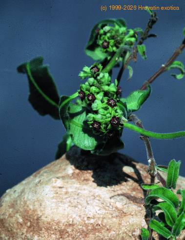 Raphionacme procumbens 1608