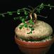 Raphionacme procumbens