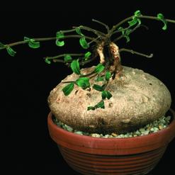 Raphionacme procumbens
