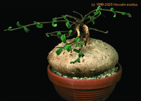 Raphionacme procumbens