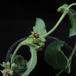 Raphionacme sp. 2