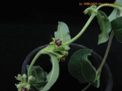 Raphionacme sp. 2