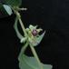 Raphionacme sp. 3