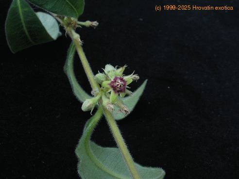 Raphionacme sp. 3