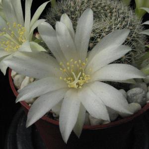 Rebutia albiflora