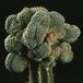 Rebutia krainziana f. cristata 601