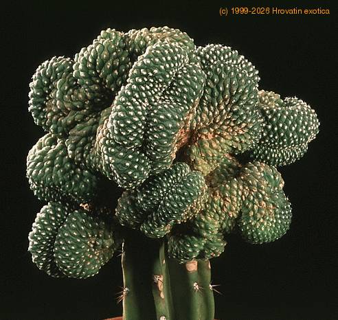 Rebutia krainziana f. cristata 601