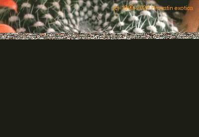 Rebutia krainziana thorn 115