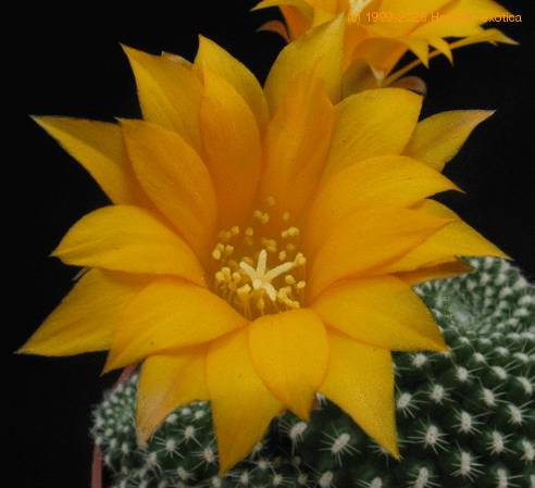 Rebutia krainziana v. aureiflora 2