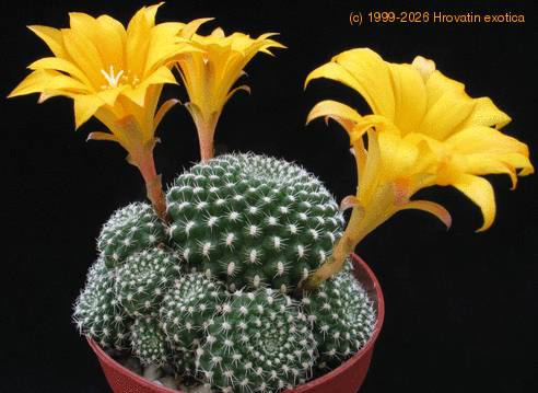 Rebutia krainziana v. aureiflora 3