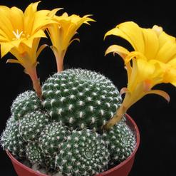 Rebutia krainziana v. aureiflora
