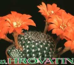 Rebutia krainziana v. Orange