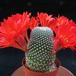 Rebutia kraiziana 1